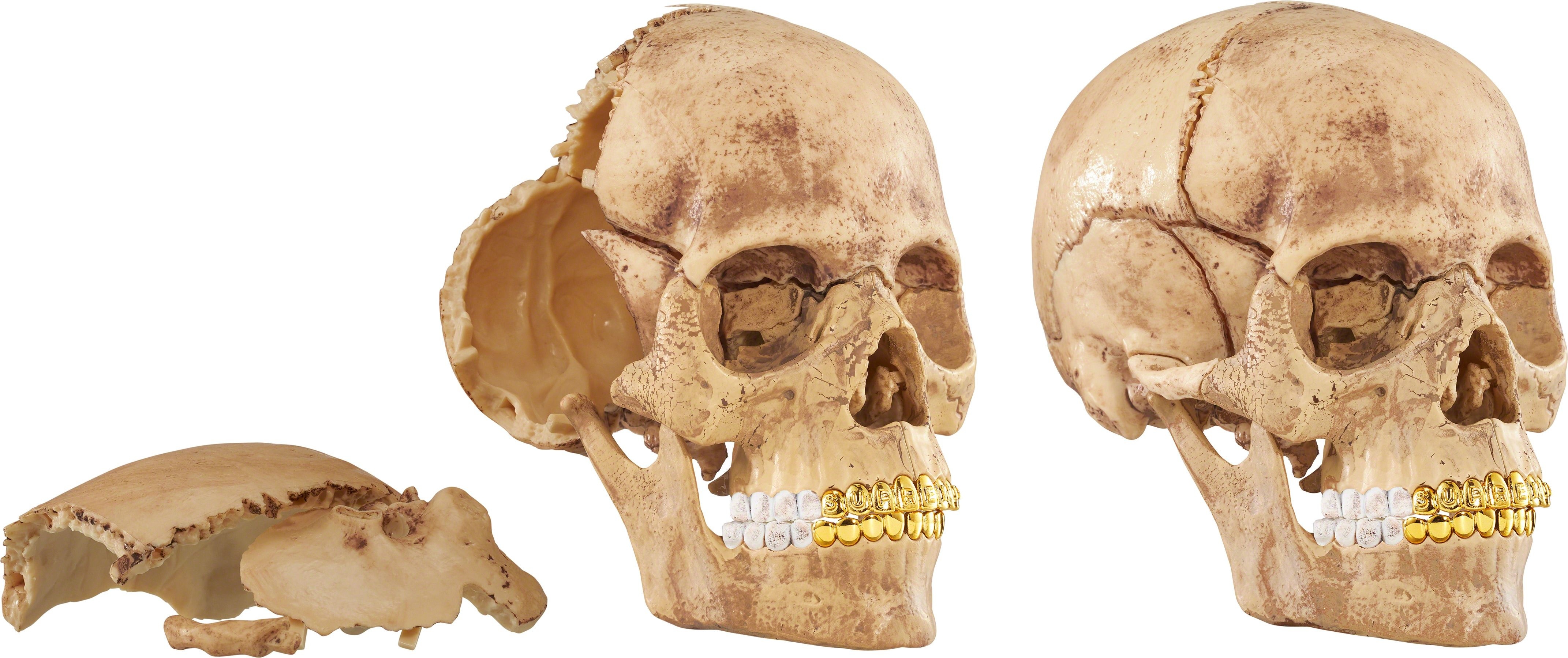 4D Model Human Skull view 11